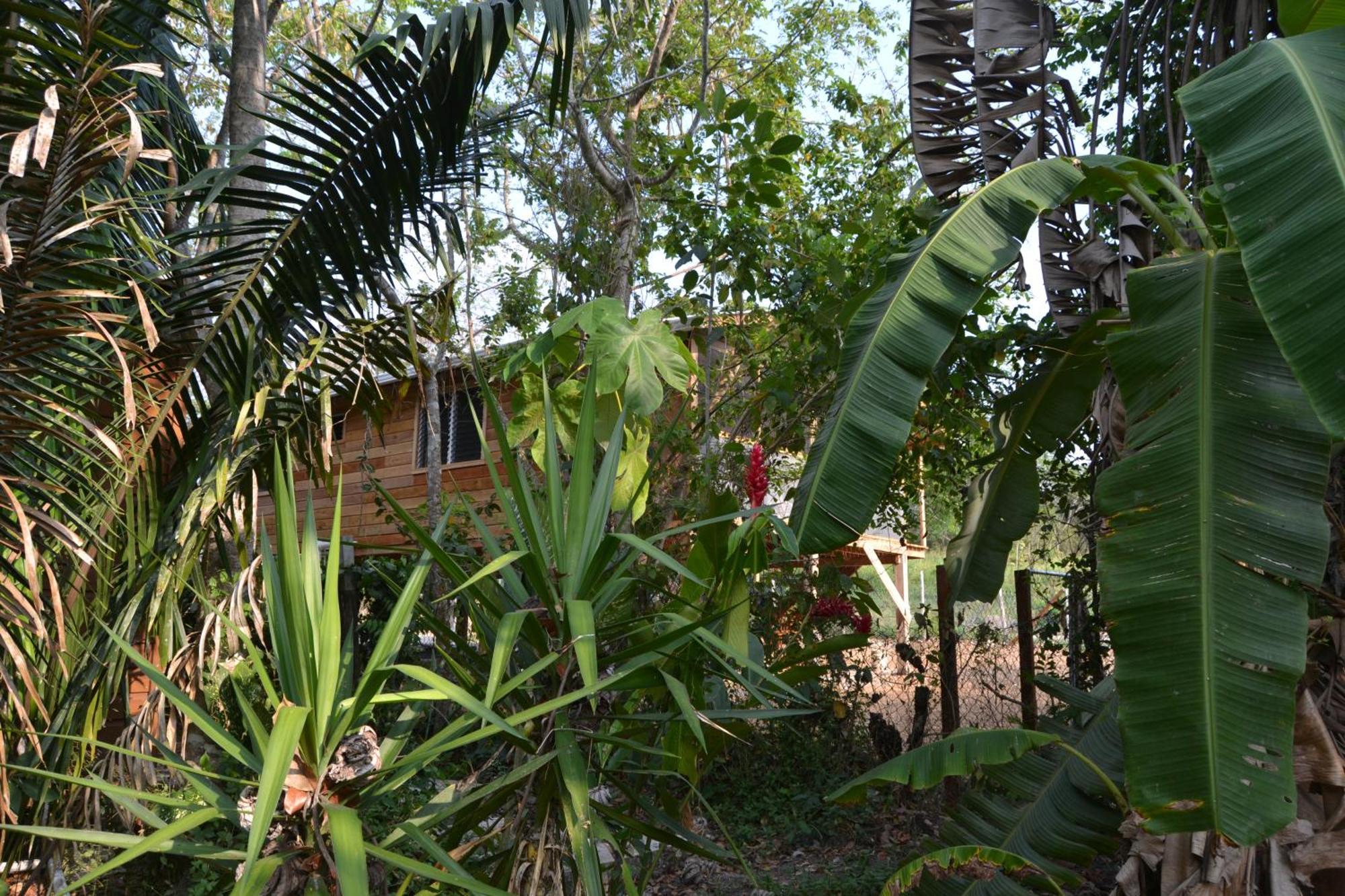 Fully Equipped 2 Bedroom Tree Top Cottage, With Large Balcony In Private Garden San Ignacio Exterior photo